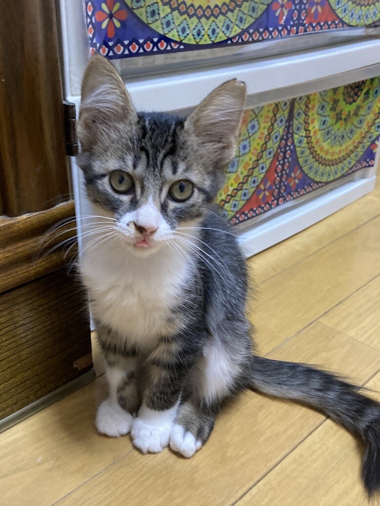 キジ白子猫のみーちゃん」東京都 - 猫の里親募集(332957