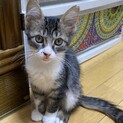 キジ白子猫のみーちゃん