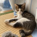 子猫4兄妹のキジ白のマメ君