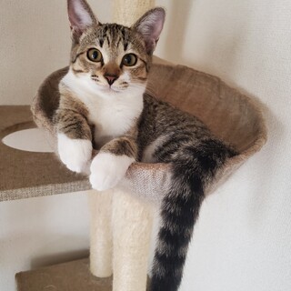 生後5ヶ月過ぎ女の子キジ白ちゃん