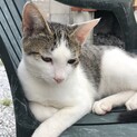 人懐っこいオス猫ちゃん