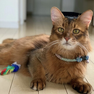 【11/29東銀座】佳生くん10歳（ソマリ）♪