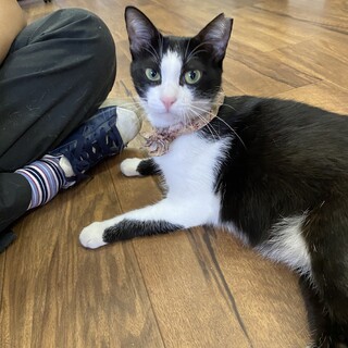 【9/27譲渡会】性格良しの美猫さん