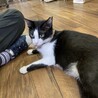 【9/27譲渡会】性格良しの美猫さん サムネイル2