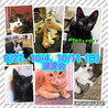 【9/27譲渡会】性格良しの美猫さん サムネイル4
