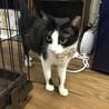 【9/27譲渡会】性格良しの美猫さん サムネイル5