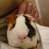 ⭐決定⭐保護モルモット♂️　M80　彗くん サムネイル6