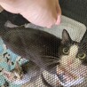 【9/27譲渡会】性格良しの美猫さん サムネイル6