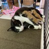 【9/27譲渡会】性格良しの美猫さん サムネイル7