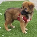 人見知りの大人しい子犬くん♂