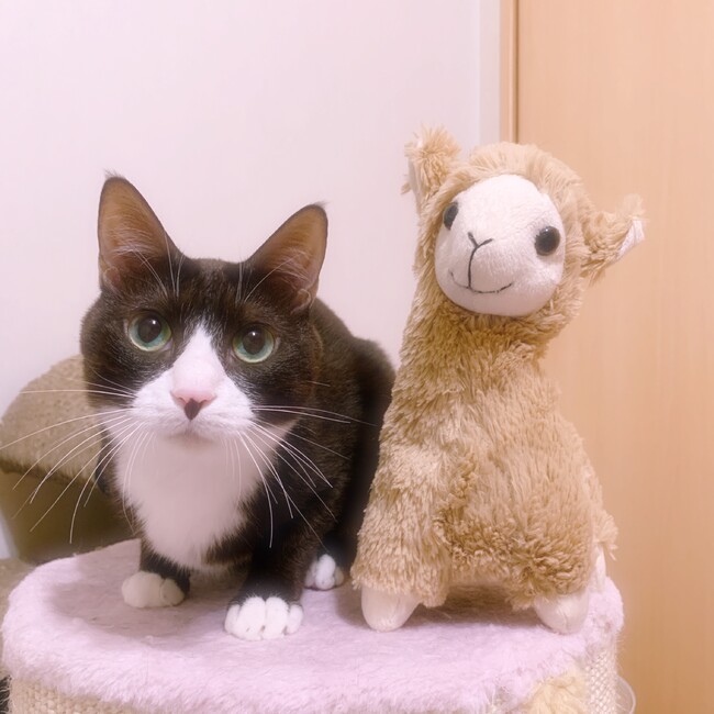 ねこランドAmly ✳︎のカバー写真