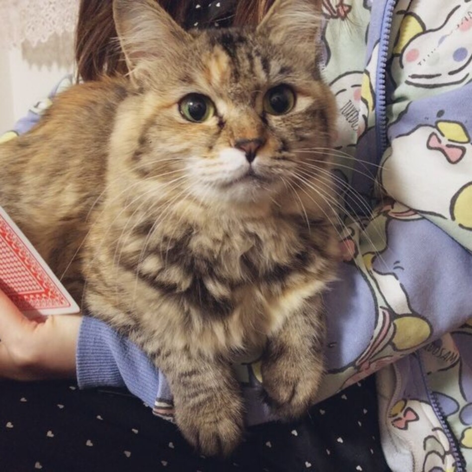 こまつなのカバー写真