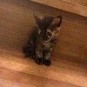 子猫 女の子 里親募集