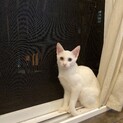 真っ白な、美人猫ちゃん♡