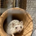里親募集：ハリネズミ♂ソルト＆ペッパー（シロ）
