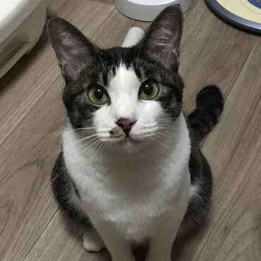 かわいい