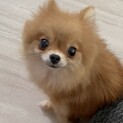 慣れたら甘えっこポメラニアン♀キキ