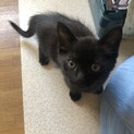 2ヶ月くらい元気な黒猫の男の子　一旦停止