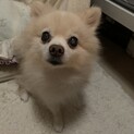 血統書付き ポメラニアン(♂)