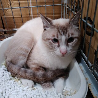 飼主発見、事故猫を助けて下さいm(__)m