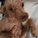 ちょっぴりビビリなトイプードル♀パンナちゃん