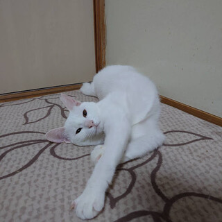 多頭飼育救済！ケリーちゃん里親様募集中