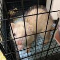 マーシャルフェレットメス