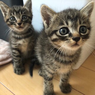 母猫エイズキャリア持ちの子猫2匹ご理解ある方