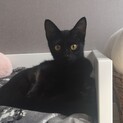 4ヶ月のくりくりおめめ甘えた黒猫ちゃん