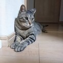 お顔も性格も愛嬌のある1歳くらいのロクくん　