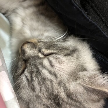 今日から家中探検してる。すぐ寝れる。