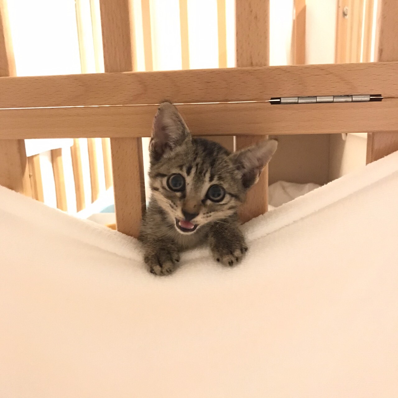 生後1ヶ月 甘えん坊な子猫 沖縄県 猫の里親募集 3330 ペットのおうち 月間利用者150万人