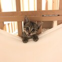 生後1ヶ月！甘えん坊な子猫