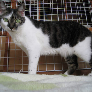 遊びとオヤツの前ではビビリも消えるクッキー君です。