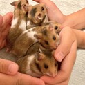 ハムスター里親募集