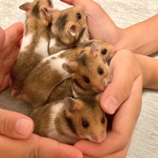 ハムスター里親募集