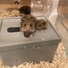 ハムスター里親募集 サムネイル2