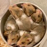 ハムスター里親募集 サムネイル3