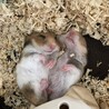 ハムスター里親募集 サムネイル4