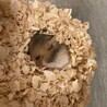 ハムスター里親募集 サムネイル5