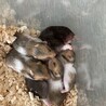 ハムスター里親募集 サムネイル6