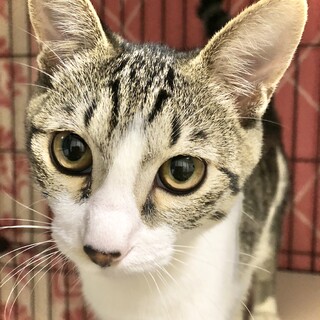 【キジシロ】可愛いマンボちゃん【4月生まれ】