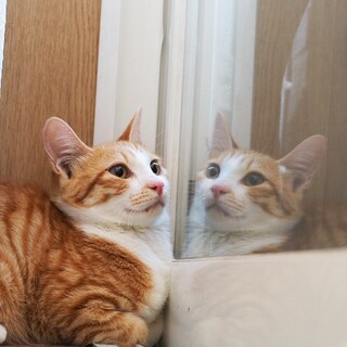 生後４ヶ月★チャーミングでシャイな茶白ちゃん