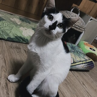 白黒ぶちのアンドレくん♂