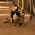 助けて下さい。大切な命　パパ猫と仔猫