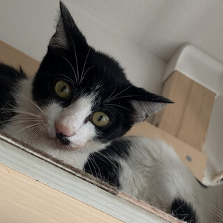 ハチワレちょびヒゲのカルロスくん♂