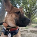 人馴れ特訓中の1歳前後のルーシー　メス❤️