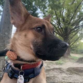 人馴れ特訓中の1歳前後のルーシー　メス❤️