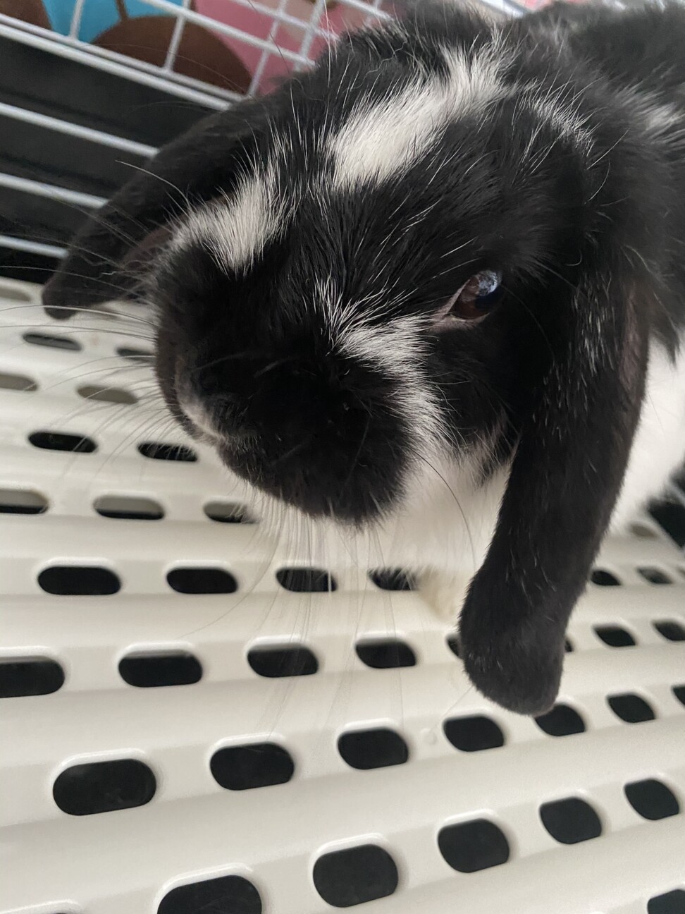 色が特徴的な1歳のタレ耳 沖縄県 小動物の里親募集 ペットのおうち 月間利用者150万人