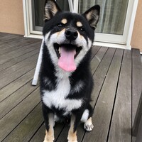 だん